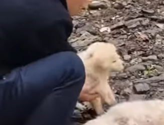 M1502008 Escuché cuando tiraron mi mamá luego todo fue silencio (Parte 2)