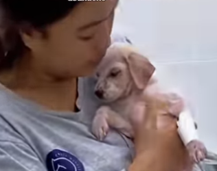 M1502023 Mugre el cachorrito que venció el dolor el abandono (Parte 2)