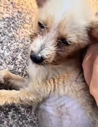 M1502017 Lloraba de dolor pero nadie volvió por mi (Parte 2)