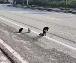 M1502009 Invalida arrastrándome con mis dos cachorros (Parte 2)