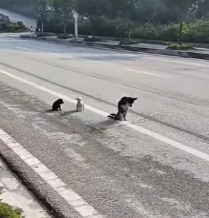 M1502009 Invalida arrastrándome con mis dos cachorros (Parte 2)