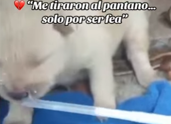 M1502003 Me tiraron al pantano solo por ser fea (Parte 2)