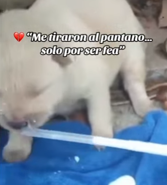 M1502003 Me tiraron al pantano solo por ser fea (Parte 2)