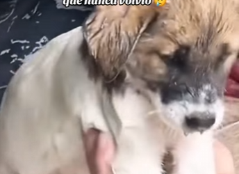 M1502007 Con mi patita rota esperé al humano que nunca volvió (Parte 2)