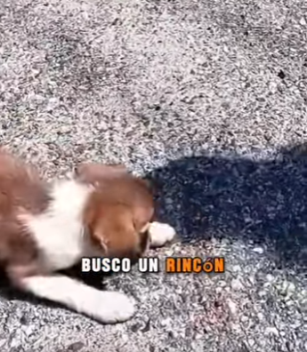 M1502002 Me cansé de correr de las piedras del dolor (Parte 2)