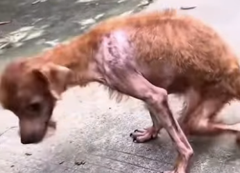 M1502015 Me castigaron por tener hambre jamás volví correr (Parte 2)