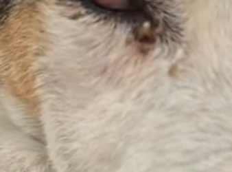 M1502024 Ciego, cansado olvidado así esperé mi final (Parte 2)