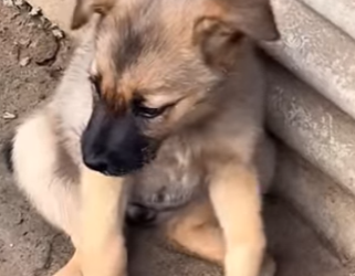 M1502020 Bruno el cachorrito que solo conoció el miedo (Parte 2)