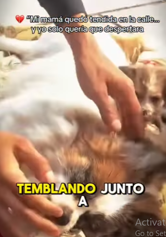 M1502019 Mi mamá quedó tendida en la calle yo solo quería que despertara (Parte 2)