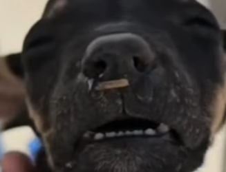 M1502001 Sin comida, sin agua sin amor (Parte 2)