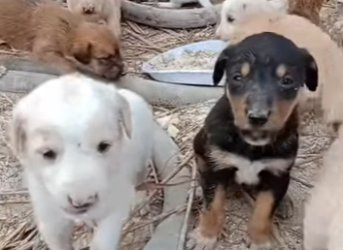 M1502014 Solo queríamos mamá pero nos arrojaron al olvido (Parte 2)