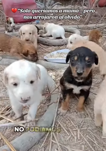 M1502014 Solo queríamos mamá pero nos arrojaron al olvido (Parte 2)