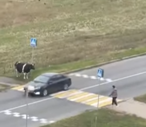 I1002001 Smart cow (Part 2)