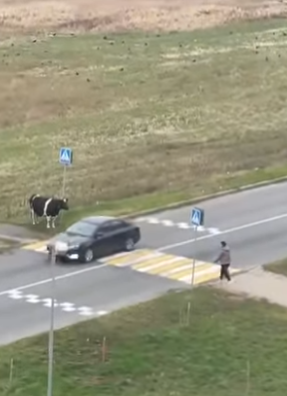 I1002001 Smart cow (Part 2)