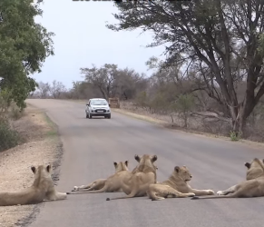 C1002002 Drivers Face to Face Pride of Lions Blocking Their Path! (Part 2)