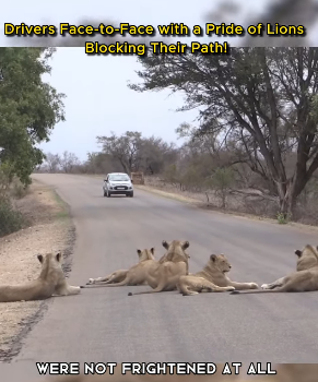 C1002002 Drivers Face to Face Pride of Lions Blocking Their Path! (Part 2)