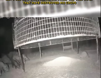 C1002004 Let see how farmer captures wild hogs have destroyed (Part 2)