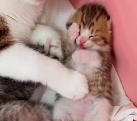 R1302024 rescued mother cat her kittens who were seeking shelter (Part 2)