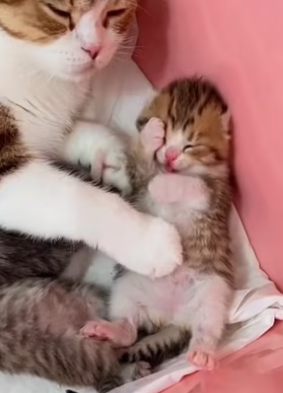 R1302024 rescued mother cat her kittens who were seeking shelter (Part 2)