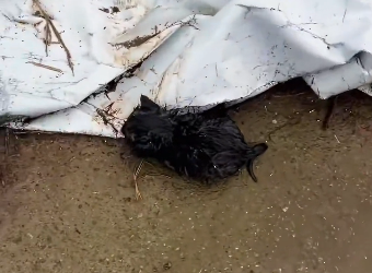 R1302025_On rainy day, saw mother cat walking several kittens (Parte 2)