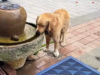 R1302026 We saw dog being abandoned car by its owner (Part 2)