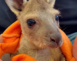 R1302027 kind couple rescued baby kangaroo had been abandoned by (Part 2)