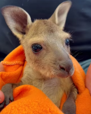 R1302027 kind couple rescued baby kangaroo had been abandoned by (Part 2)