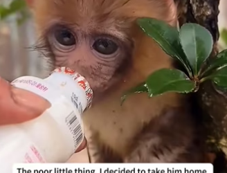 R1302030 saw baby monkey being abused by its mother.And then (Part 2)