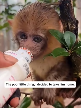 R1302030 saw baby monkey being abused by its mother.And then (Part 2)