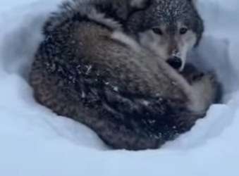 F3101001 A rescue powered by kindness (Part 2)