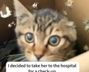 R1302028 day saw stray cat an injured leg.And then (Part 2)