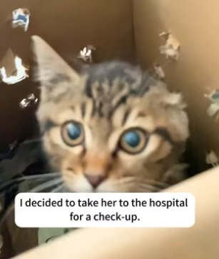 R1302028 day saw stray cat an injured leg.And then (Part 2)