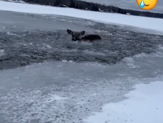 R1302022 Rescue poor old man who fell into glacier (Part 2)