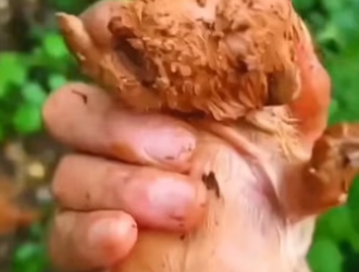 R1302002 After rain, found small animal chirping in grass (Part 2_