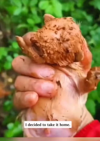 R1302002 After rain, found small animal chirping in grass (Part 2_