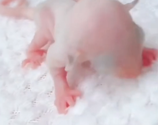 R1302016 From distress to calm support (Part 2)