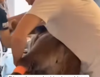 R1302010 Family adopts puma injured in an accident (Part 2)