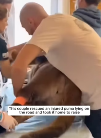 R1302010 Family adopts puma injured in an accident (Part 2)