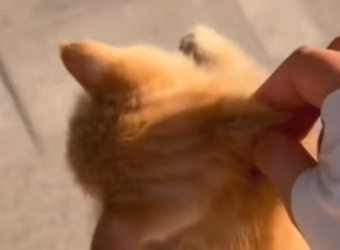 R1302001 found stray little cat in corner.The little one looked so (Part 2)