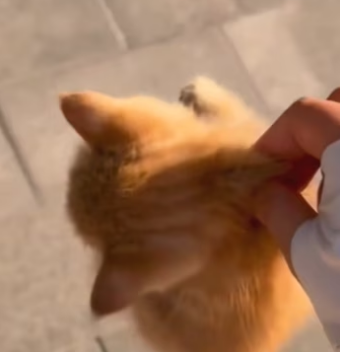 R1302001 found stray little cat in corner.The little one looked so (Part 2)