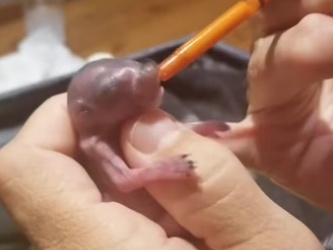 R1302015 baby possum was found on sidewalk next to my house without its mom (Part 2)