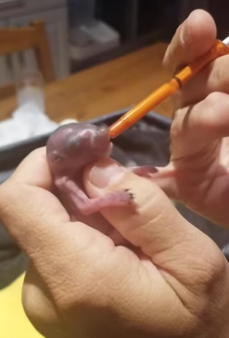 R1302015 baby possum was found on sidewalk next to my house without its mom (Part 2)