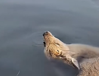 R1302011 Rescue baby Nai who was frozen under lake (Part 2)