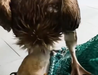 R1302013 Rescue vulture in an accident (Part 2)