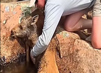 R1302018 Rescue of baby moose stuck on riverbank (Part 2)