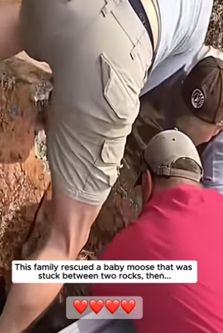 R1302017 Rescue of baby moose stuck on riverbank (Part 2)