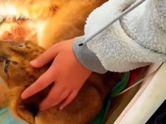 R1302008 Addicted lion cup (Part 2)