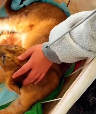 R1302008 Addicted lion cup (Part 2)