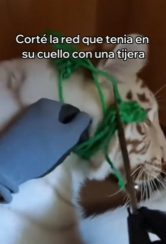 O0202007 Hoy alguien volvio a estar a salvo (Parte 2)