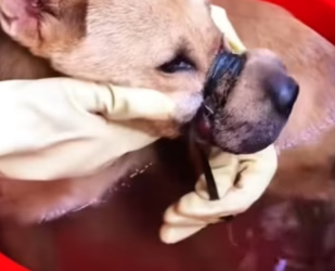 R1302009 Poor dog (Part 2)